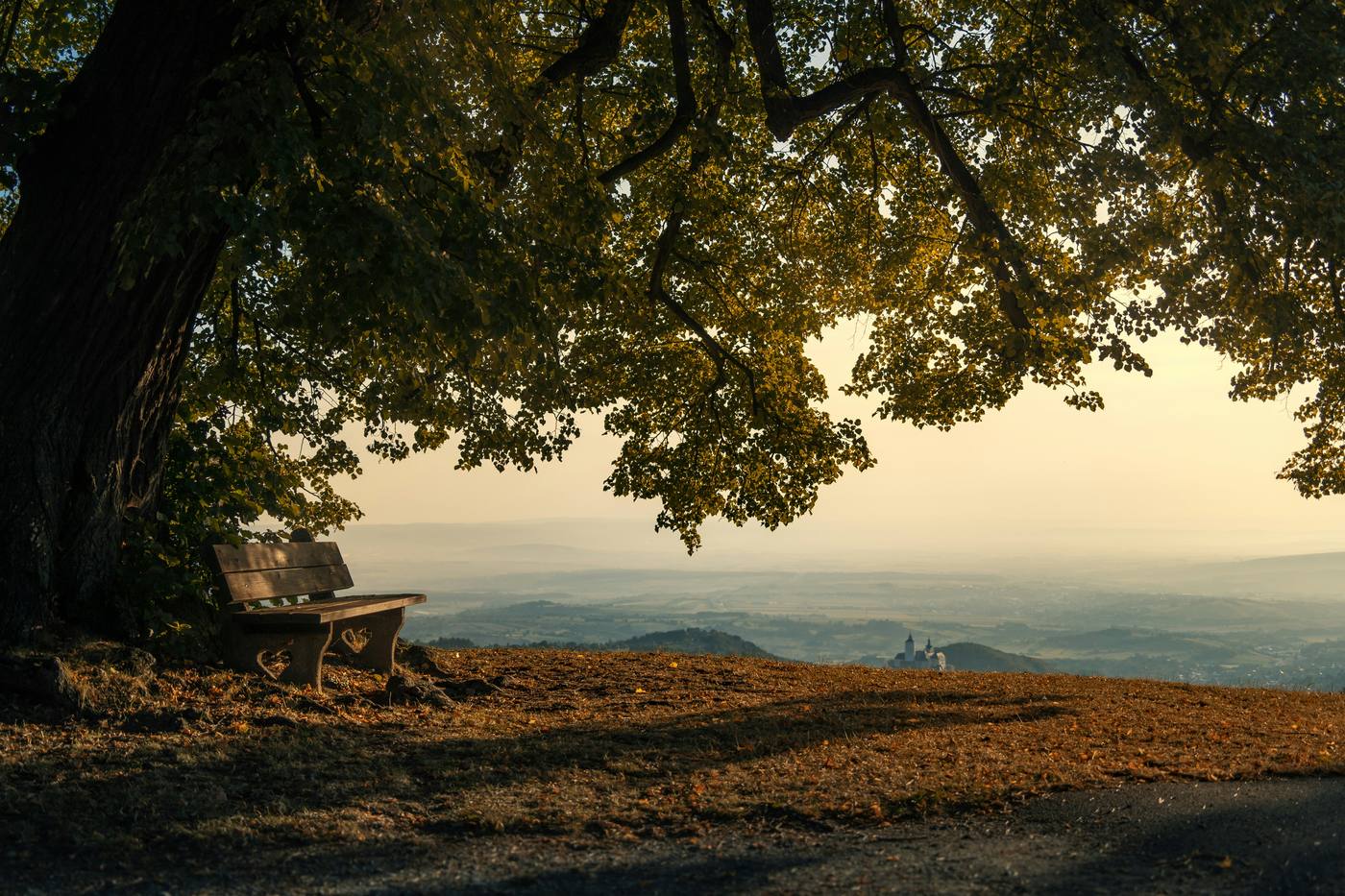 An empty bench beneath a tree in soft light
