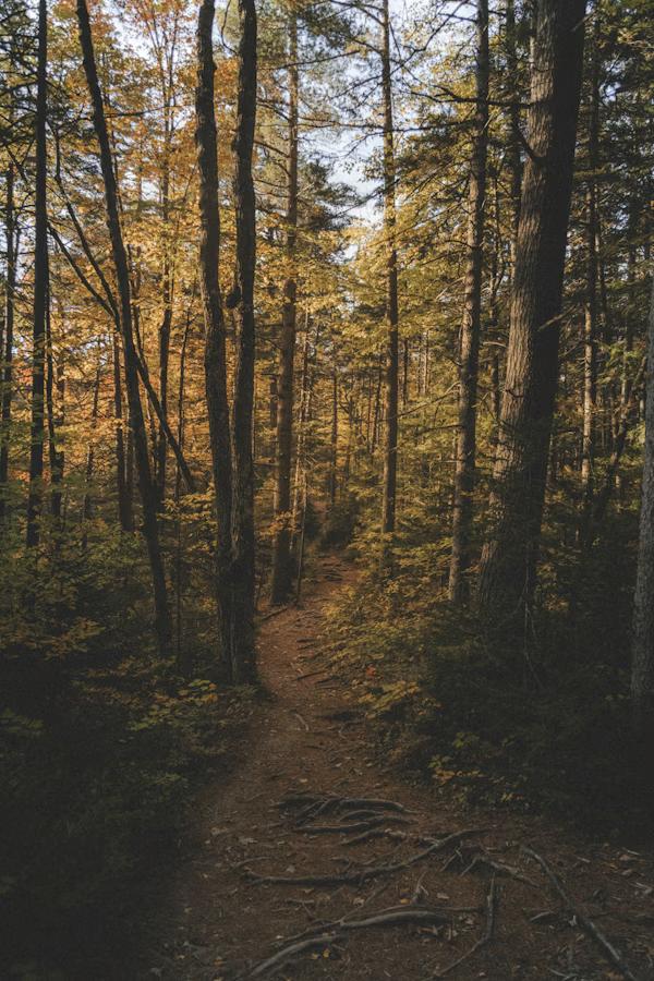 A forest path descending through autumn trees with exposed roots